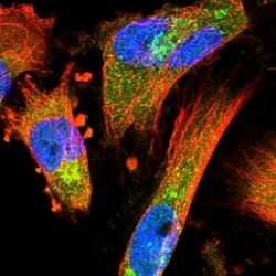 COPE Antibody, Novus Biologicals 0.1mL; Unlabeled:Antibodies, Polyclonal